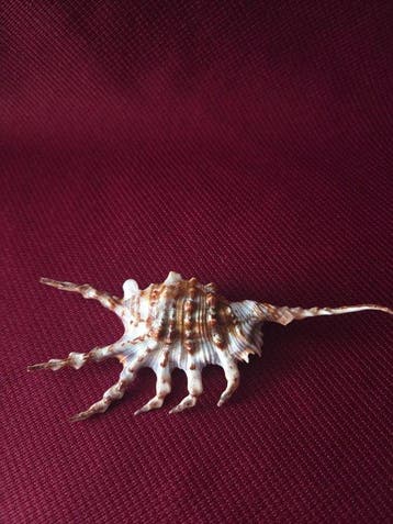 Zeeslak Zeeschelp - S-461 LAMBIS SCORPIUS (Zonder
