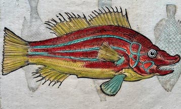 Ulisse Aldrovandi - De Piscibus Libri V - 1560