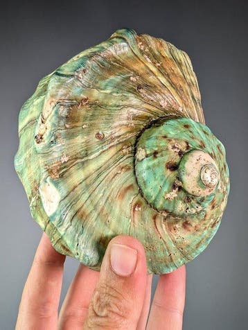 Coquille de Turbo marmoratus - Coquillage marin - Turbo, Nieuw