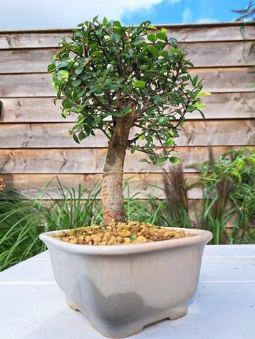 Chinese iep bonsai (Ulmus parviflora) - Hoogte (boom): 20 cm