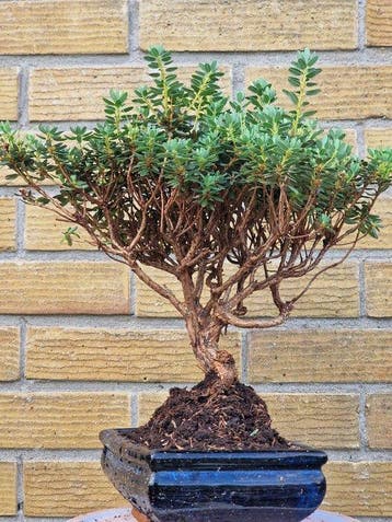 Azalea bonsai (Rhododendron) - Hoogte (boom): 25 cm - Diepte