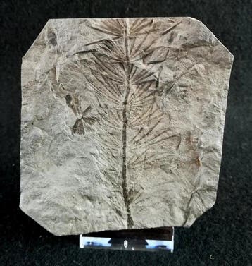 Plante fossile à préservation exceptionnelle !! - Prêle