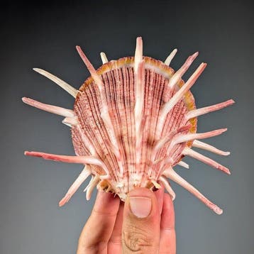 Grote stekelige Spondylus Zeeschelp - Spondylus sp. (Zonder