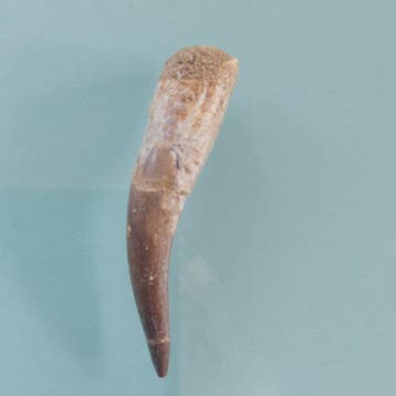 Reptile marin - Dent fossile - Plesiosaurus - 58 mm - 14 mm