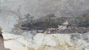 Skeletresten en veren bewaard samen. - Gefossiliseerd dier -