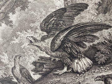 Johann Elias Ridinger (1698-1767) - Eagles with other Birds