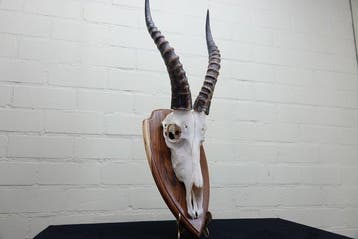 Blesbok Crâne - Damaliscus pygargus phillipsi - 22 cm - 68, Verzamelen, Nieuw