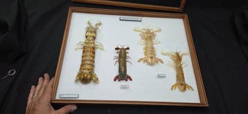 Museum Presentation of fantastic and enormous sea Mantis -, Nieuw