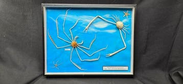 Museum Presentation of carbs - Decapodes - Brachyoures from, Nieuw