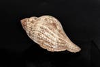 Escargot de mer  F++  fascioleria tulipa- **la vraie, Collections