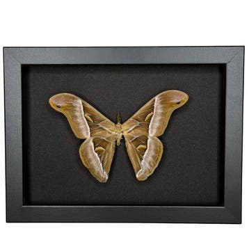 Vlinder Taxidermie volledige montage - Samia Chynthia - 15