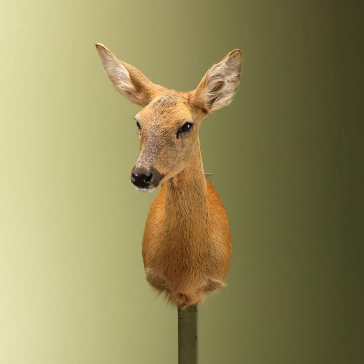 Reebok Zomervacht V Taxidermie Opgezette Dieren By Max, Collections, Collections Animaux, Enlèvement ou Envoi