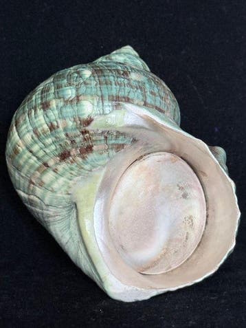 Escargot de mer Coquillage marin - S-540 TURBO CRASSUS (Sans, Antiek en Kunst