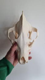 Hyena Schedel van een zoogdier - Hyena brunnae - 10 cm - 14, Verzamelen, Dierenverzamelingen, Nieuw