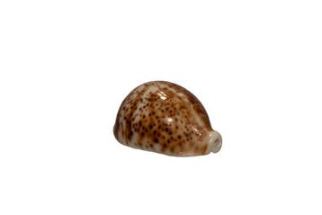 Panther-Kauri: Cypraea pantherina (70 mm) – Onberispelijk