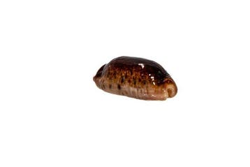 Drachenkauri Erronea caurica caurica - NIGER / ROSTRATE -
