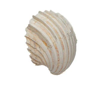 Ribben-Hartmossel (Cardium costatum) – Majestueus, Nieuw