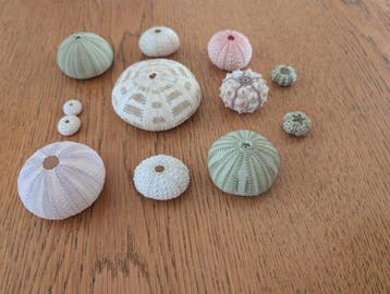 Oursin Coquillage marin - Tripneustes (Sans prix de réserve), Nieuw