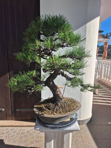 Den bonsai (Pinus) - Hoogte (boom): 76 cm - Diepte (boom):
