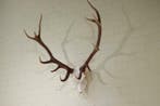 Large Red Stag Trophy Schedel - Cervus elaphus - 65 cm - 110, Verzamelen, Dierenverzamelingen, Nieuw