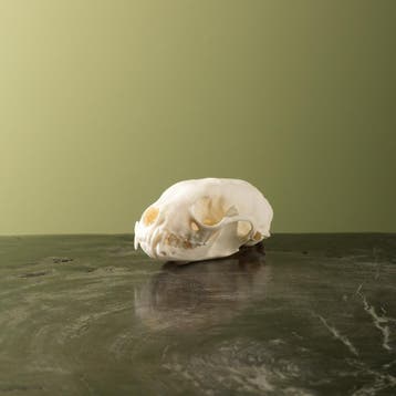 Steenmarter Schedel Taxidermie Opgezette Dieren By Max, Ophalen of Verzenden, Nieuw, Wild dier, Opgezet dier