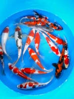 Hirasawa Marusei 22-27cm (Japanse Koi), Ophalen of Verzenden