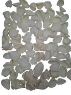 Arca schelpen Wit 1 kilo, Nieuw