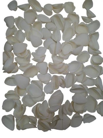 Arca schelpen Wit 1 kilo, Nieuw