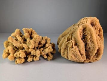 Paar natuurlijke zeesponsen Taxidermie volledige montage -, Nieuw