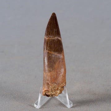 Plésiosaure - Dent fossile - Zafarasaura oceanis - 6 cm
