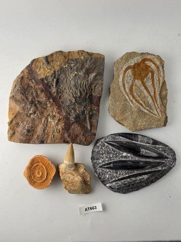 Gefossiliseerd dier - Mixed Fossil Collection from Morocco