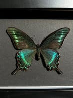 Papillon Support de corps entier pour taxidermie - Papilio, Antiek en Kunst