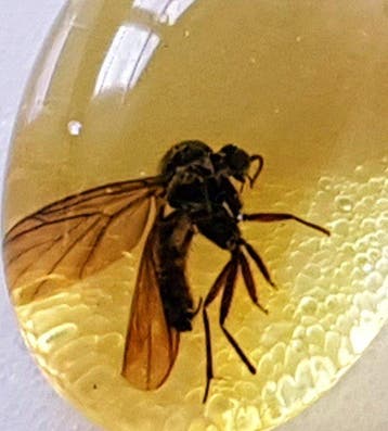 Natuurlijke Baltische amber met fossiele insecteninclusie in