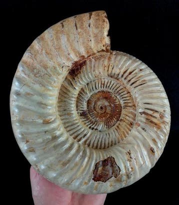 Ammoniet - Gefossiliseerd dier - Kranosphinctes rabei