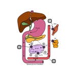 Het Farmaboekje - Word een Farmabaas - De belangrijkste, Verzenden, Zo goed als nieuw, Ali Talib