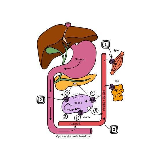 Het Farmaboekje - Word een Farmabaas - De belangrijkste, Livres, Science, Envoi