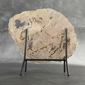 Magnifique tranche de bois pétrifié sur un socle