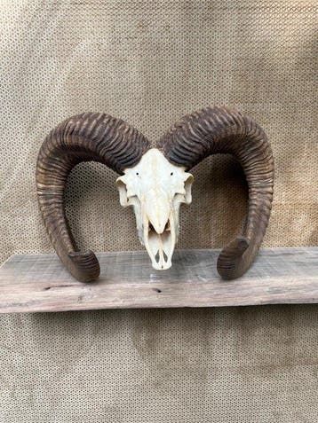Mouflon Hoorns - Ovis gmellinii - 30 cm - 50 cm - 35 cm-, Verzamelen, Nieuw