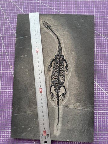 Fossiel reptiel: Keichousaurus – zeldzaam getuigenis uit het