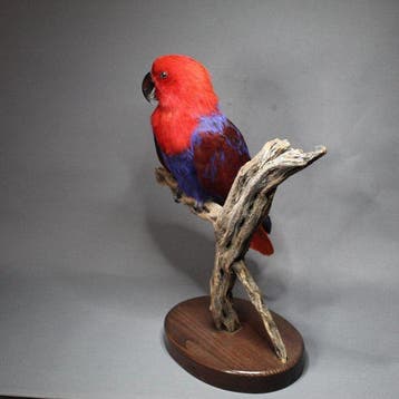 perroquet noble Support de corps entier pour taxidermie -, Nieuw