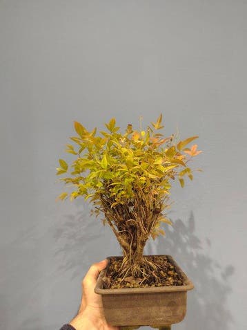 Nandina-bonsai - Hoogte (boom): 30 cm - Diepte (boom): 20 cm