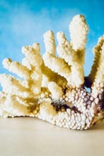 Corail blanc Corail - Corail Acropora