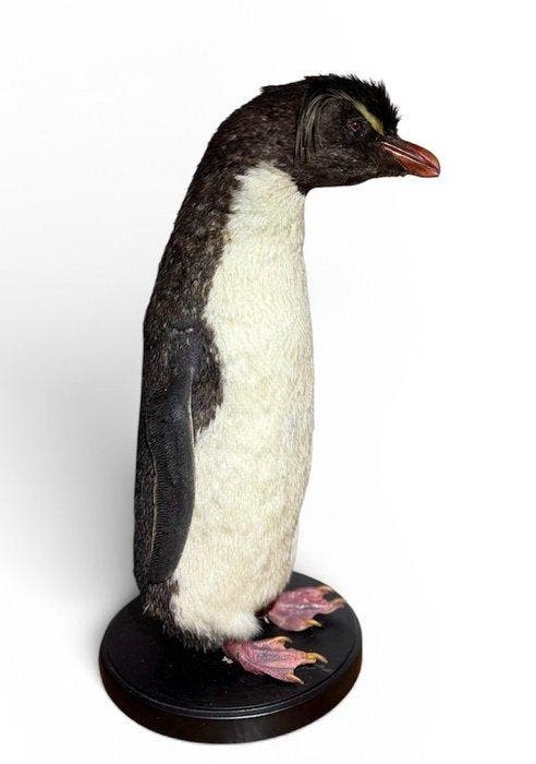 Pinguïn Taxidermie volledige montage - Eudyptes - 44 cm - 16, Verzamelen, Dierenverzamelingen