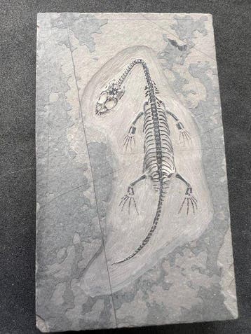 Reptile marin - Animal fossilisé - Fossile de Keichousaurus