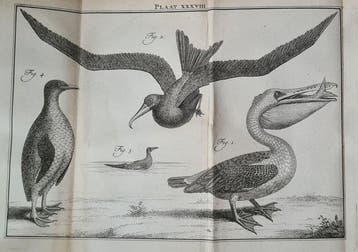 Carl Linnaeus - Natuurlyke Historie, Of uitvoerige, Antiek en Kunst