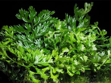 Tropica Bolbitis Heteroclita Difformis, Verzenden, Nieuw