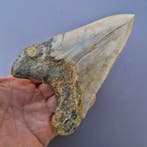 Requin mégalodon - Dent fossile - megaselachus megalodon -