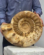 Grote ammoniet - 24 kg - Gefossiliseerde schelp -, Verzamelen, Mineralen en Fossielen