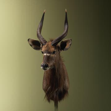 Nyala Taxidermie Opgezette Dieren By Max, Ophalen of Verzenden, Nieuw, Wild dier, Opgezet dier