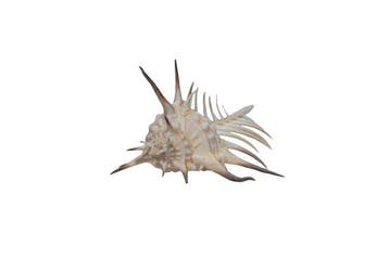 Zeldzame doornslak (Murex ternispina) 96 mm | Giant Size Top, Verzamelen, Dierenverzamelingen, Nieuw